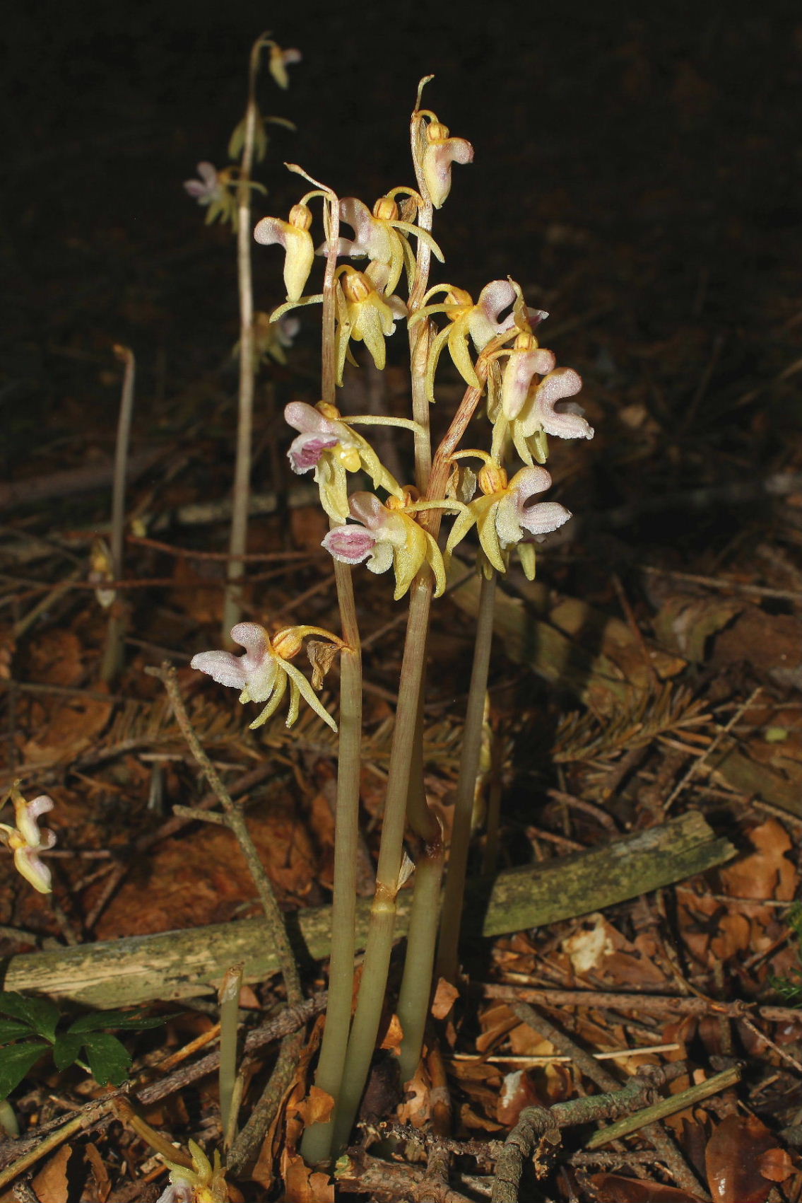 Epipogium aphyllum  in Val dAveto